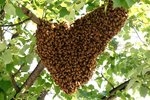 Swarm.jpg